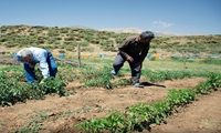 اختصاص ۳۰۰ میلیارد ریال برای توانمندسازی کشاورزان خراسان‌شمالی